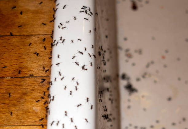 Best Affordable Pest Control Services  in Beresford, SD