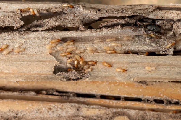Best Commercial Pest Control Services  in Beresford, SD